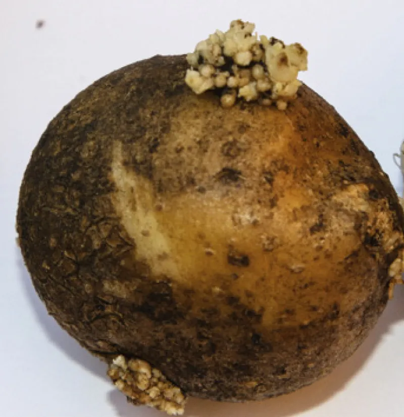 Figure 15