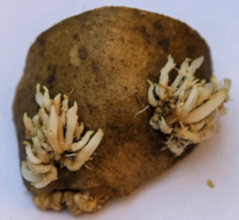 Figure 16