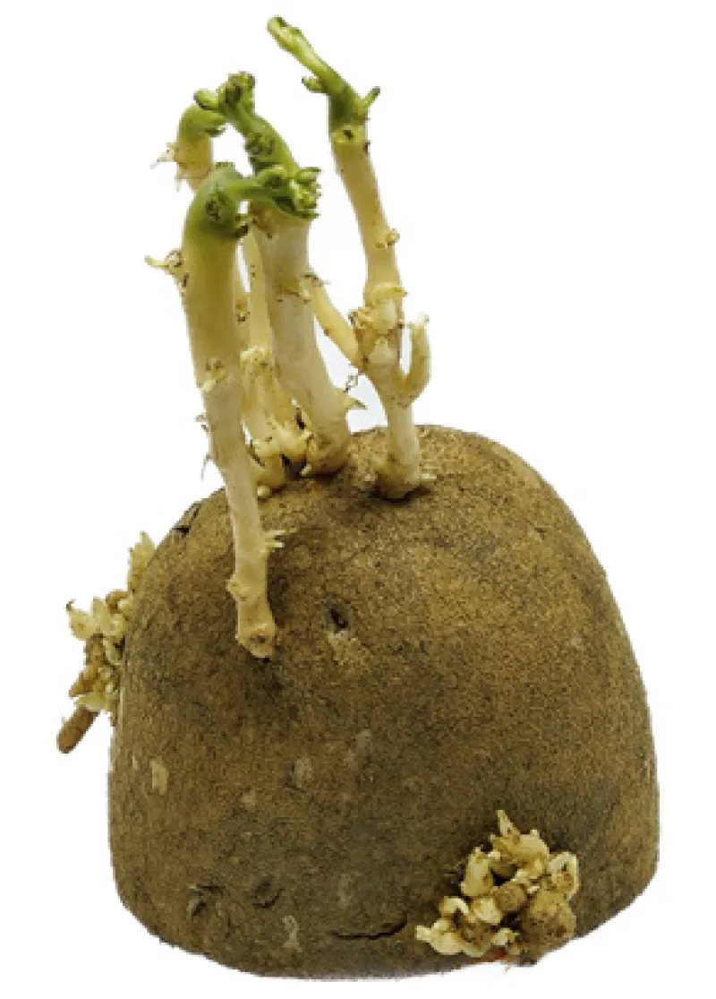 Figure 18