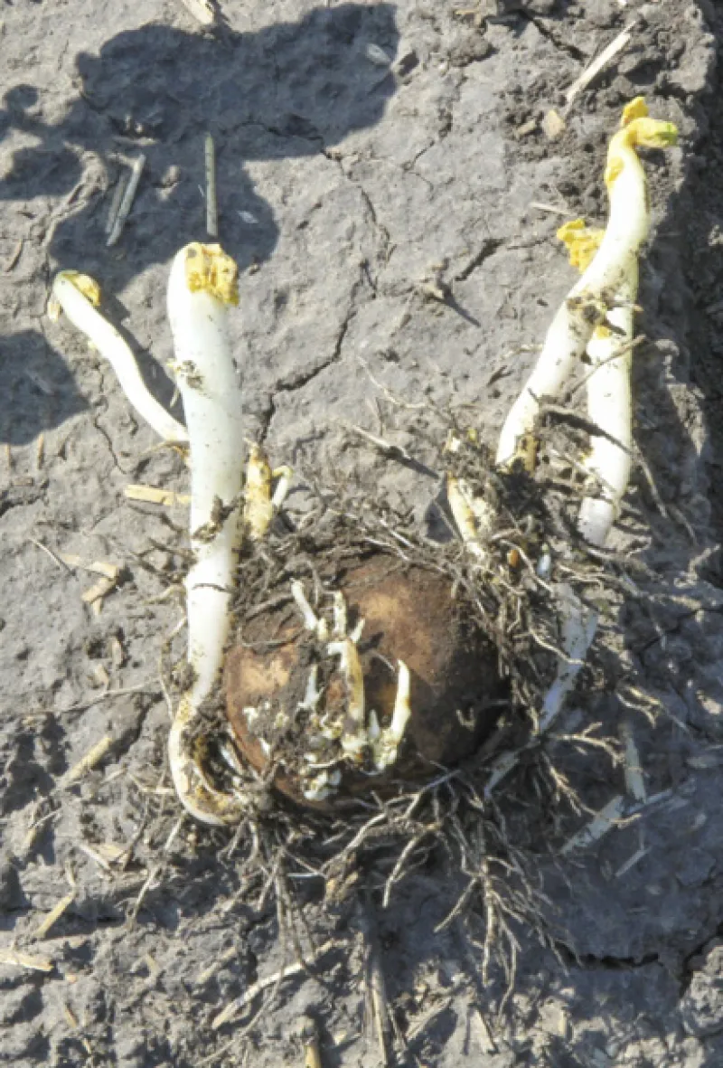 Figure 19