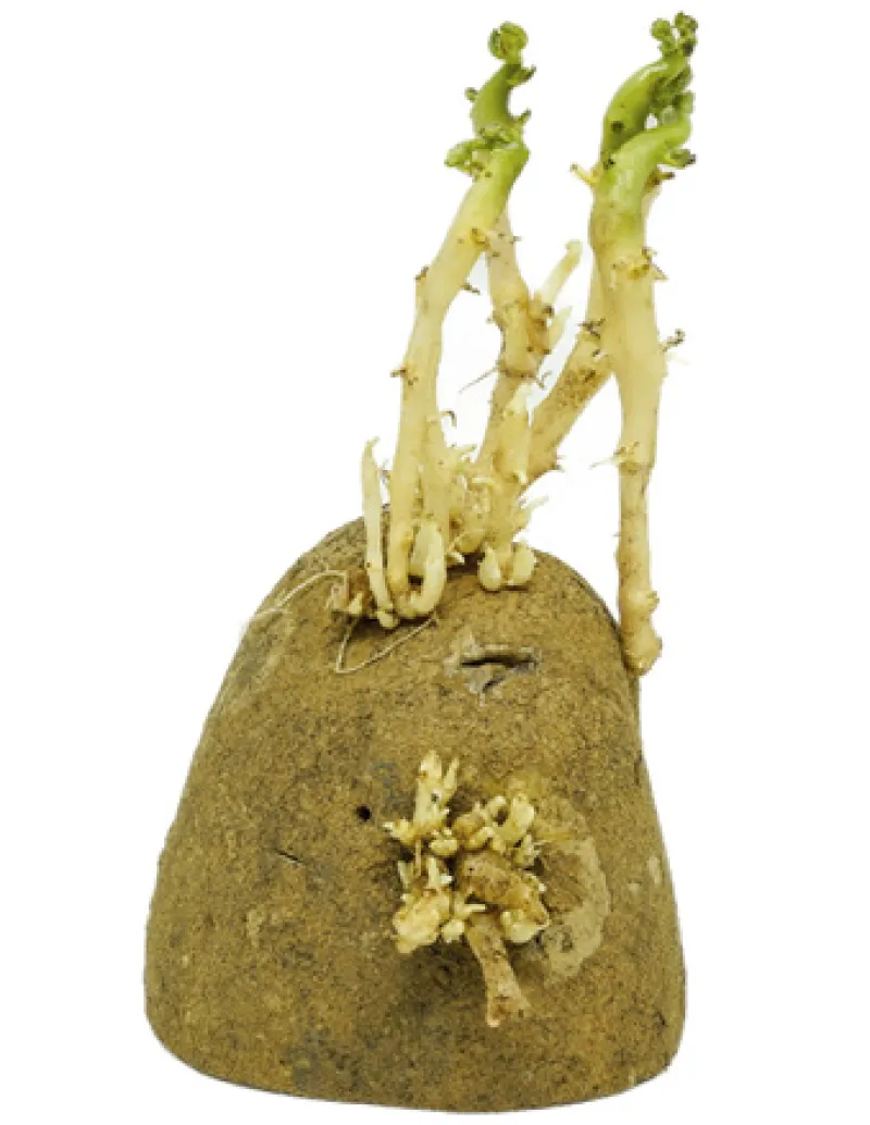 Figure 20
