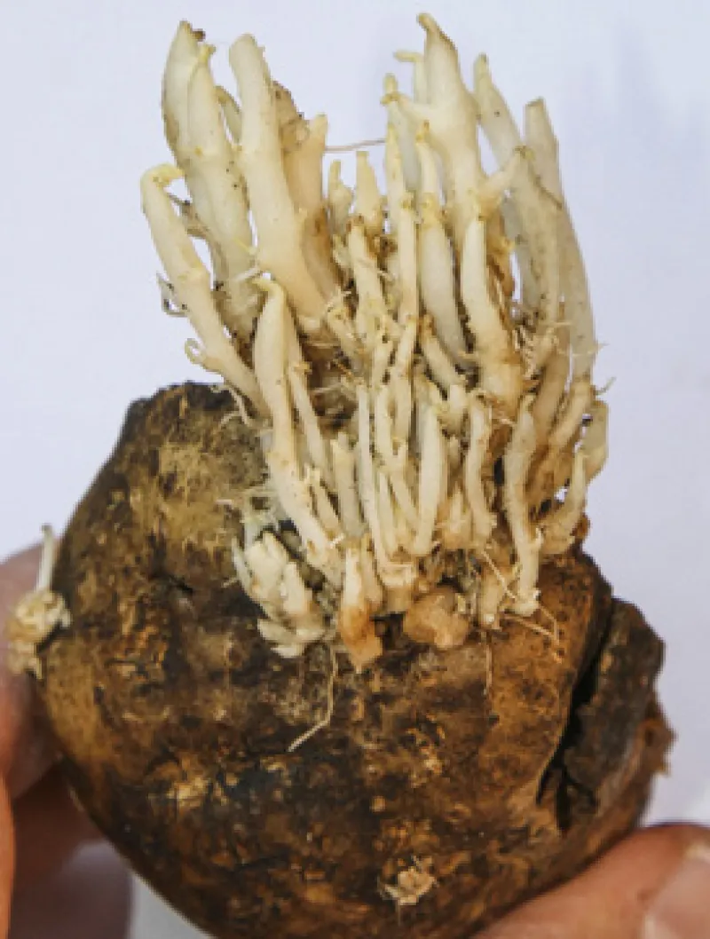 Figure 23