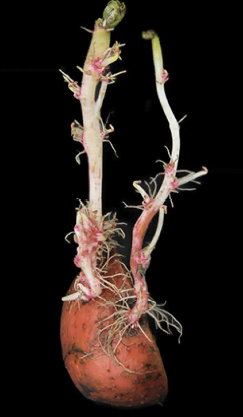 Figure 26