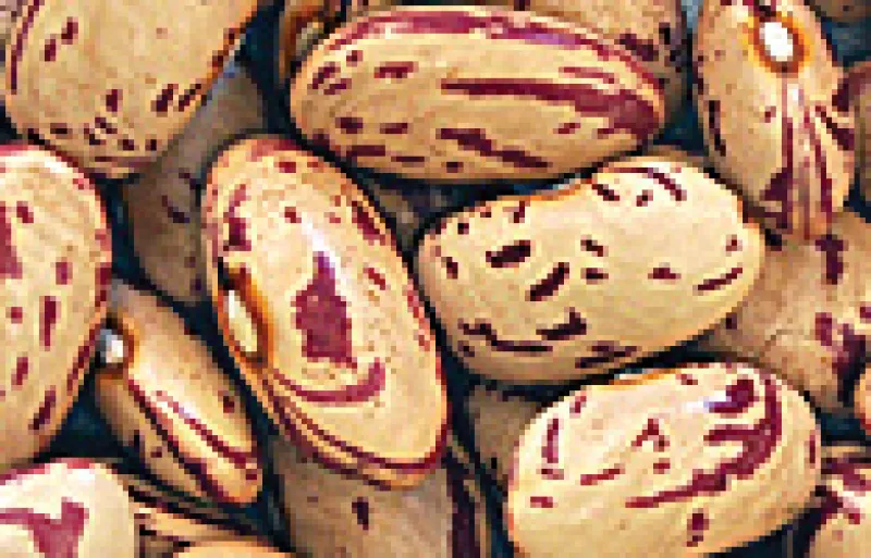 Cranberry beans