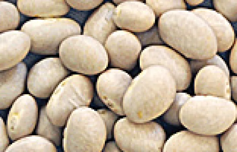 Navy beans