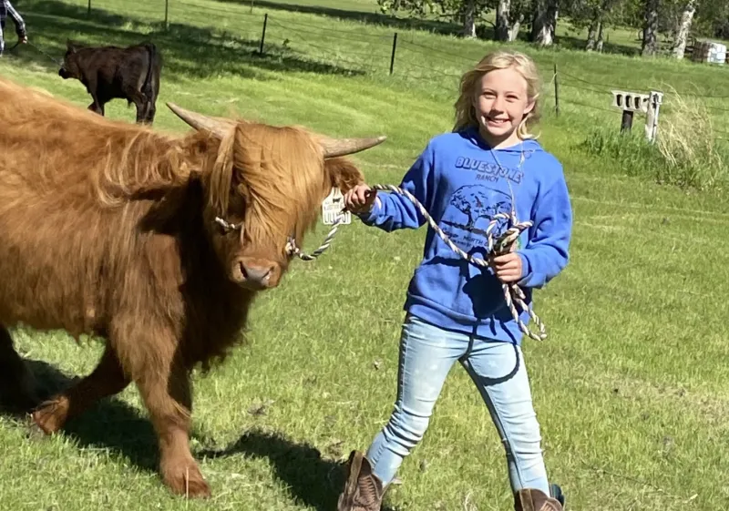 Cow Camp