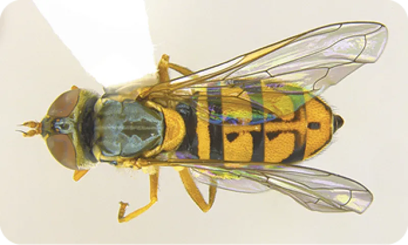 Figure 11b