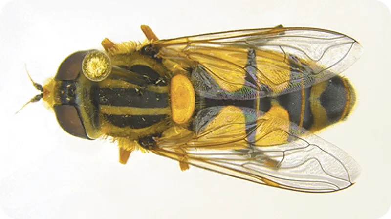 Figure 11a