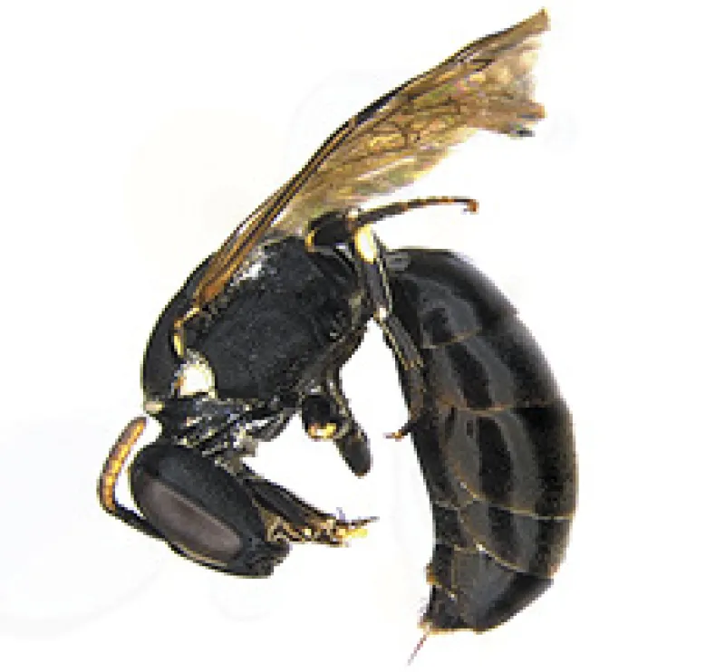 Figure 16a