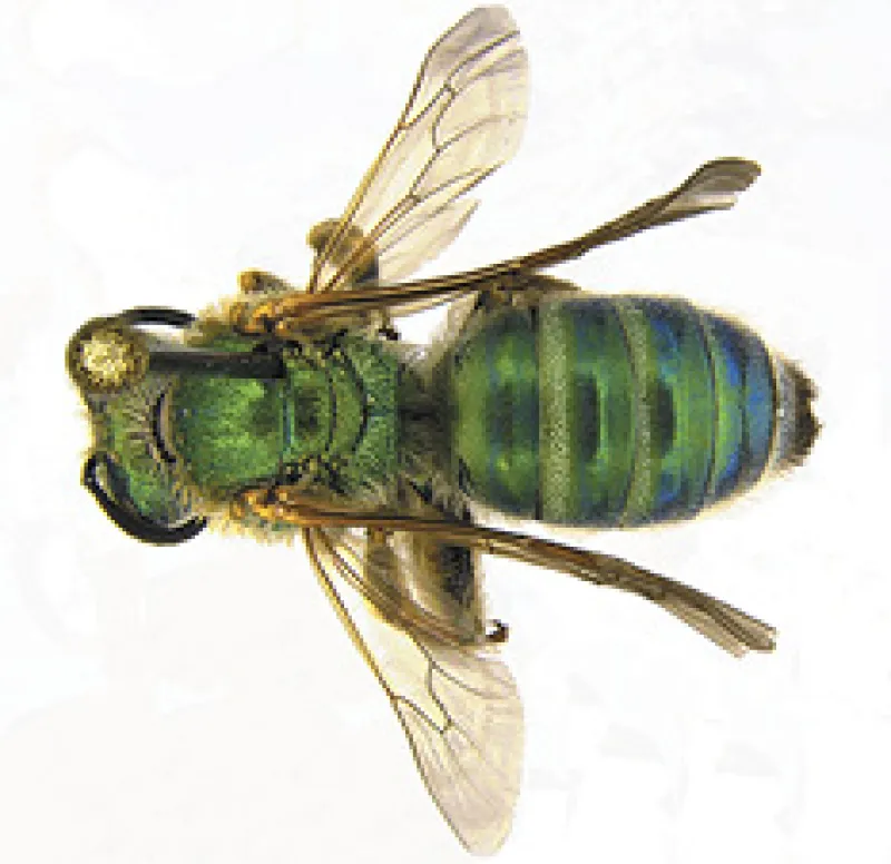 Figure 17a