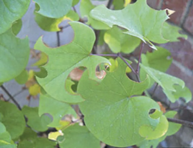 Figure 18b