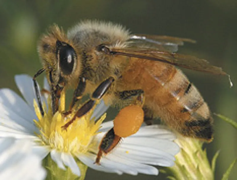 Figure 20