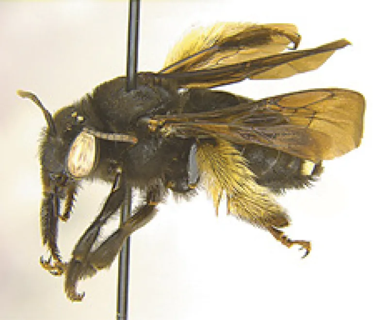 Figure 22a