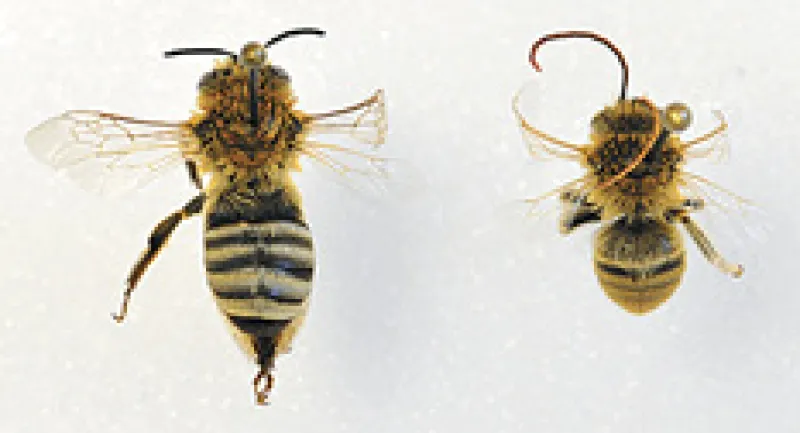 Figure 22b