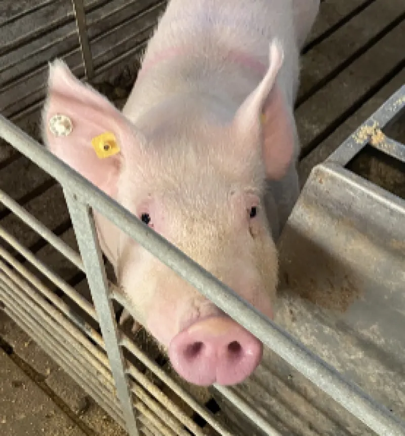 Pig in a pen