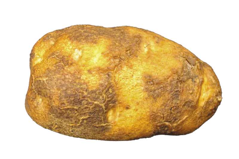 Figure 12b