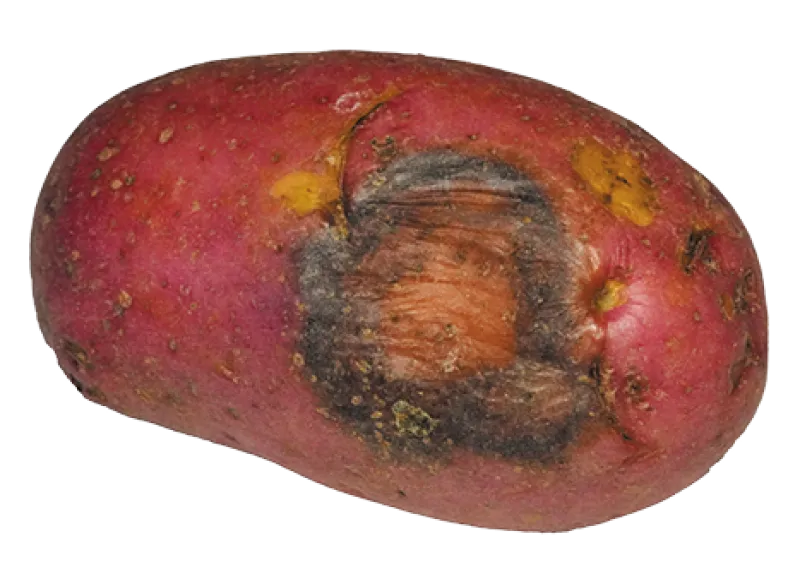 Figure 14