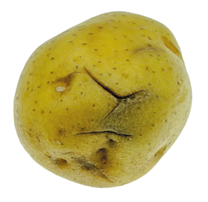 Figure 4b