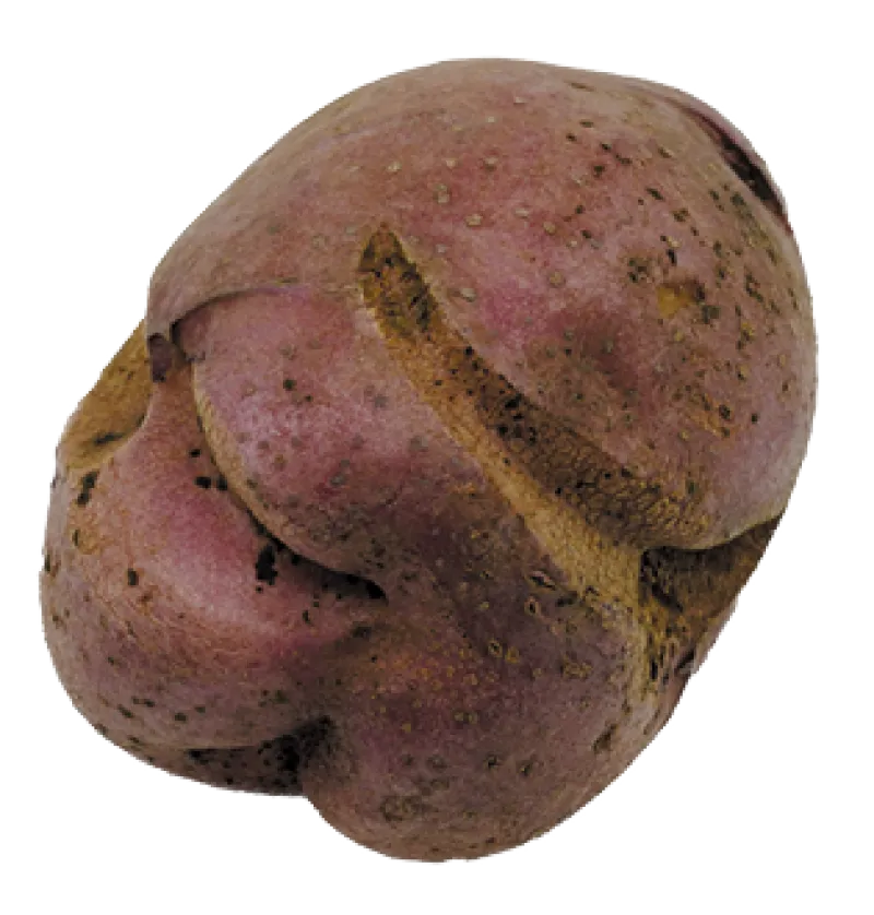 Figure 7b