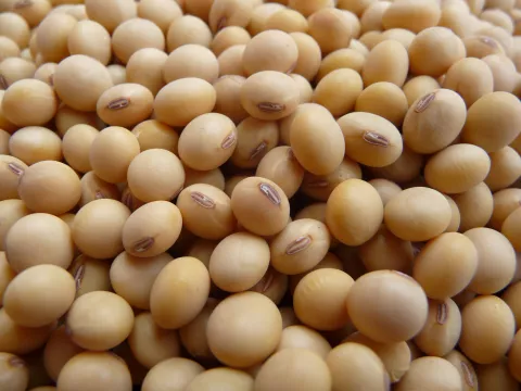 soybeans