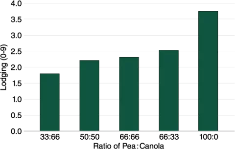 bar graph showing the results of lodging response in pea between monocrop and intercrop of pea-canola