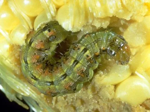 Sweet Corn Worm
