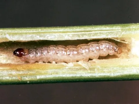 Sweet Corn Worm