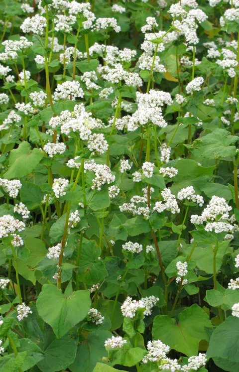 Buckwheat