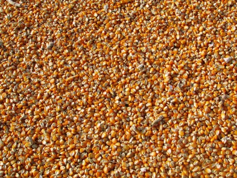 corn kernals
