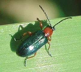 Figure 1. Adult CLB.