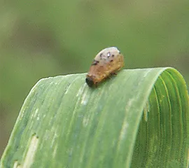 Figure 3. CLB larva without coating and larvae feeding injury.