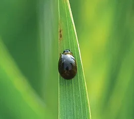 Figure 4. CLB larva with slimy, black coating.