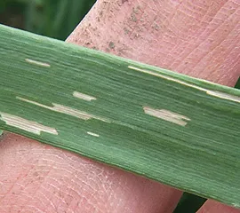 Figure 5. Adult feeding injury. 