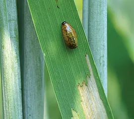 Figure 6. CLB larval feeding. 