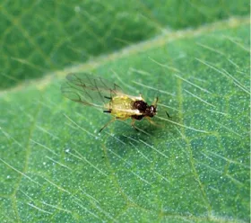 Close up of aphid