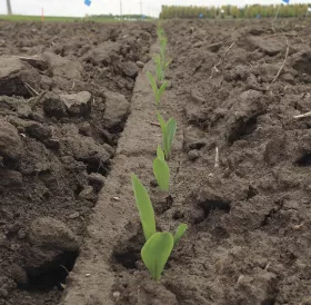 Corn plants