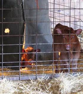 A calf warmer can be useful when cows are calved during severe weather