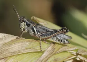 Figure 10. Adult - red-legged grasshopper feeding in corn ears (
