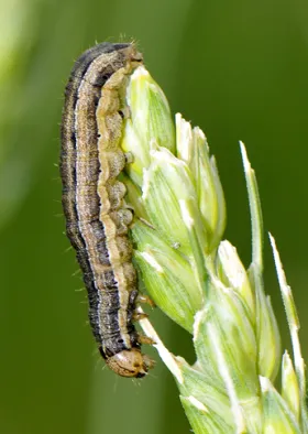 Figure 10. Larva - armyworm