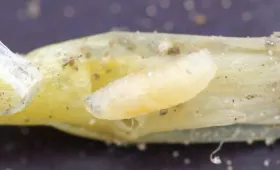 Figure 12. Larva - seed corn maggot