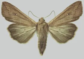 Figure 11. Adult - armyworm