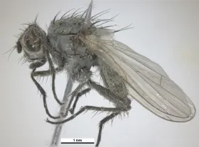 Figure 13. Adult - seed corn maggot