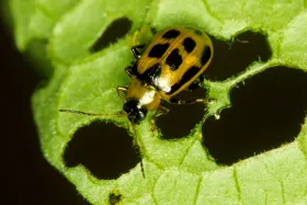 Figure 14. Adult - yellow bean leaf beetle