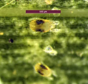 Figure 14. Two-spotted spider mites