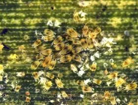 Figure 16. Stippling injury from spider mites (nymphs and adults) on corn leaf 