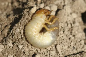 Figure 17. White grub