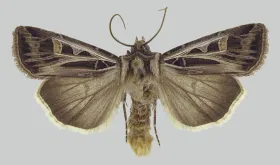 Figure 13. Adult - dingy cutworm