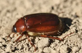 Figure 18. June beetle 