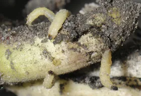 Figure 1. Larvae - corn rootworm tunneling into root