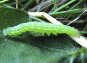 Figure 1. Larva - green cloverworm